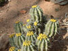 Euphorbia fruticosa