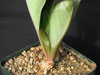 Euphorbia fusiformis