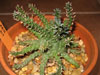 Euphorbia gamkensis