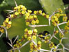 Euphorbia grandicornis