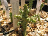 Edithcolea grandis