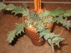 Euphorbia groenewaldii