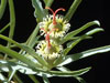 Euphorbia hallii