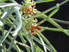 Euphorbia hallii
