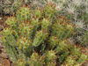 Euphorbia handiensis