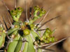 Euphorbia handiensis