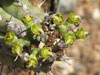 Euphorbia handiensis