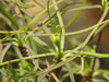 Euphorbia hedyotoides