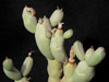 Euphorbia herrei