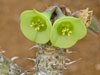 Euphorbia hofstaetteri