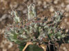 Euphorbia horwoodii