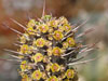 Euphorbia inaequispina
