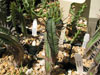 Euphorbia inconstantina