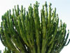 Euphorbia ingens