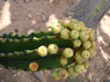 Euphorbia ingens