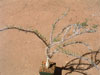 Euphorbia kondoi