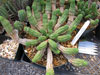 Euphorbia mammillaris