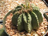 Euphorbia meloformis