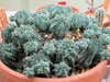 Euphorbia meloformis