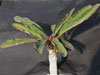 Euphorbia millotii