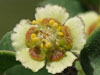 Euphorbia misera