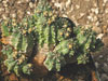 Euphorbia mosiaca