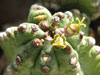 Euphorbia mosiaca