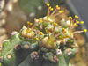 Euphorbia mosiaca