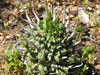 Euphorbia multiceps
