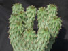 Euphorbia multiclava
