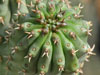 Euphorbia multiclava