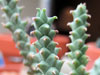 Euphorbia namuskluftensis