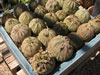 Euphorbia obesa