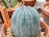 Euphorbia obesa