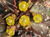 Euphorbia phillipsiae