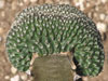 Euphorbia phillipsioides