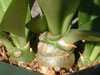 Euphorbia poissoni