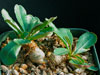 Euphorbia primulifolia