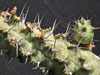Euphorbia prona