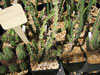 Euphorbia pseudoburuana