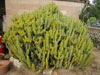 Euphorbia pseudocactus