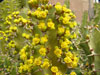 Euphorbia pseudocactus