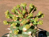 Euphorbia sapinii