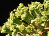 Euphorbia sapinii