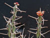 Euphorbia schizacantha