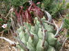 Euphorbia schoenlandii