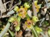 Euphorbia schoenlandii