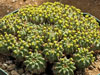 Euphorbia sepulta