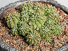 Euphorbia sepulta