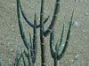 Euphorbia spinea